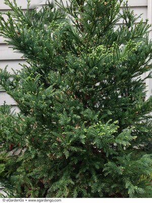 Black Dragon Japanese Cedar