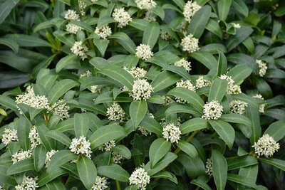 Reeve's Skimmia (Self-fertile)