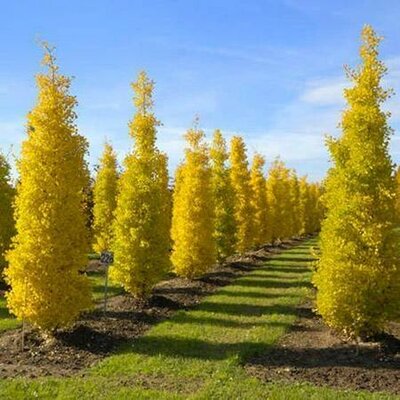 Sky Tower Ginkgo