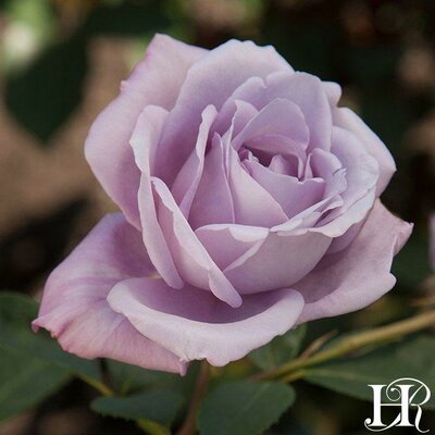 Blue Girl Hybrid Tea Rose