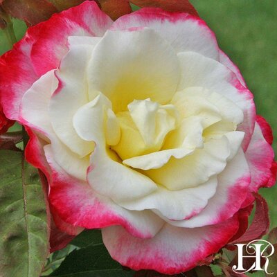 Double Delight Hybrid Tea Rose