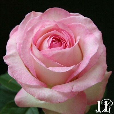 Moonstone Hybrid Tea Rose