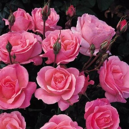 Queen Elizabeth Grandiflora Rose