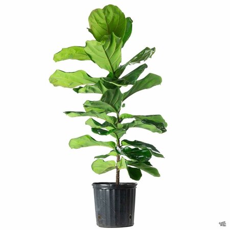 Fiddle Leaf Fig Column