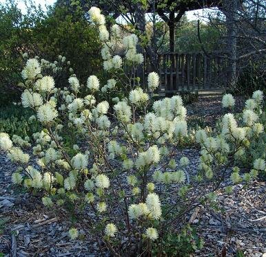 Mt. Airy Fothergilla