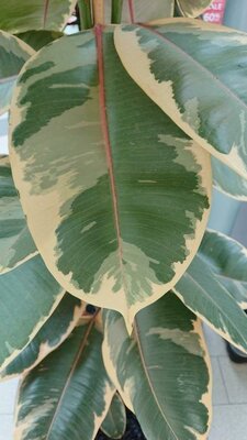 Rubber Plant Tineke Standard
