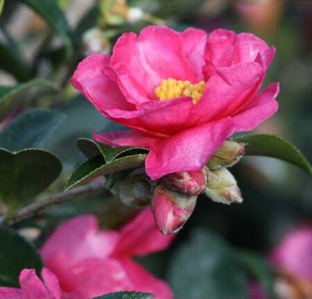 Shishigashira Camellia