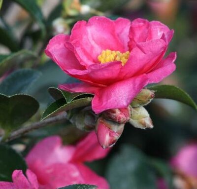 Shishigashira Camellia