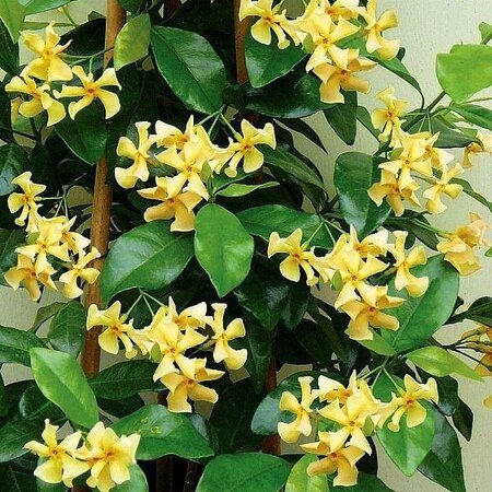 Star of Tuscany Jasmine - image 1
