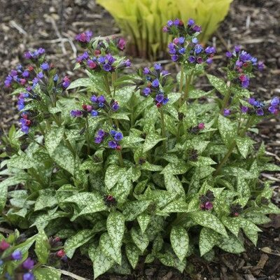 Spot On Pulmonaria (Lungwort)