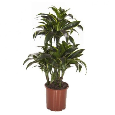 Dracaena Dorado