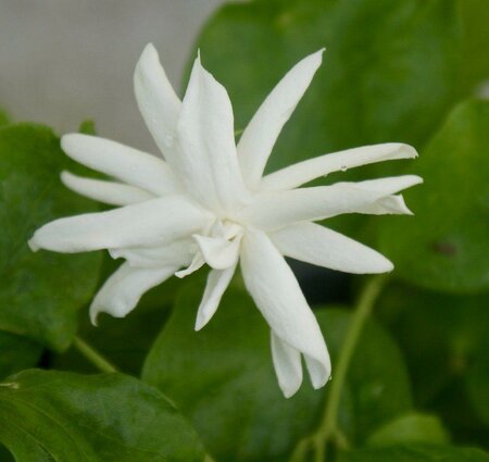 Fragrant Tropical Jasmine