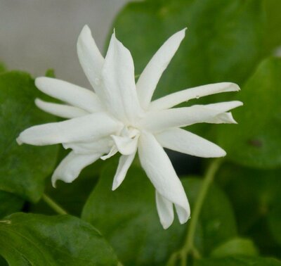 Fragrant Tropical Jasmine