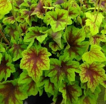 Citrus Shock Heucherella