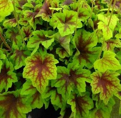 Citrus Shock Heucherella