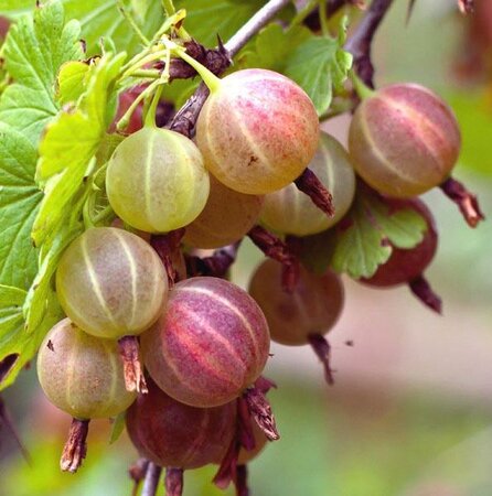 Pixwell Gooseberry