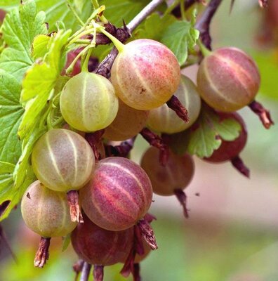 Pixwell Gooseberry
