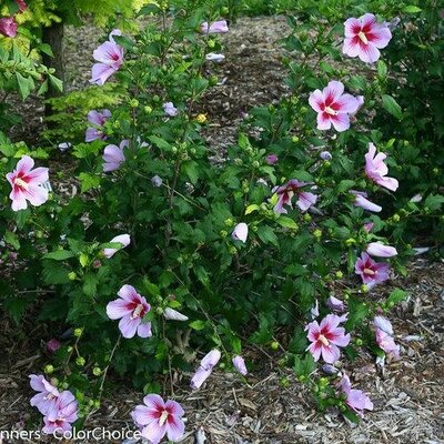 Orchid Satin Hardy Hibiscus