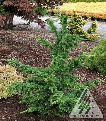 Iron Springs Hemlock