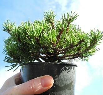 Valley Cushion Standard Pine