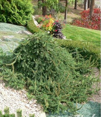 Weeping Norway Spruce