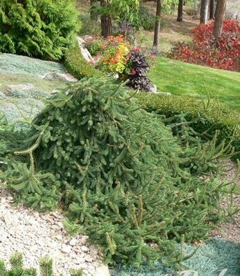 Weeping Norway Spruce