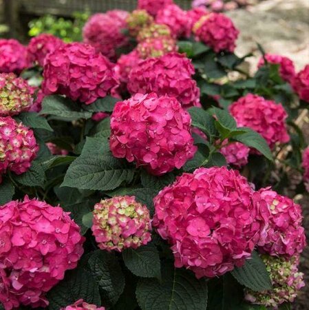 Summer Crush Reblooming Hydrangea
