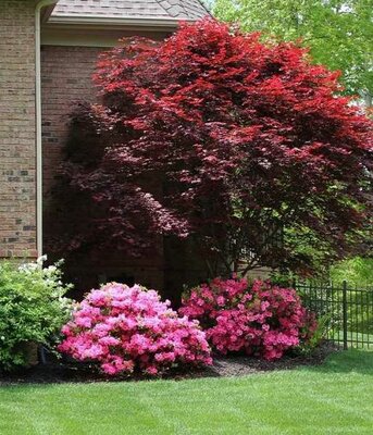 Emperor One Japanese Maple