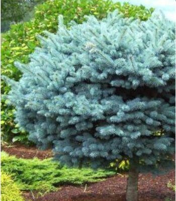 Globe Blue Spruce