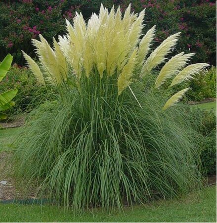 White Pampas Grass