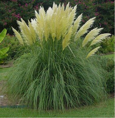 White Pampas Grass