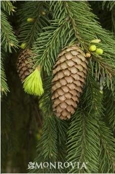Weeping Norway Spruce
