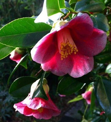 Unryu Japanese Camellia Espaliered