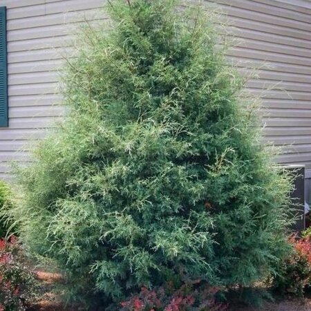Carolina Sapphire Arizona Cypress