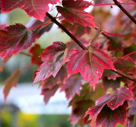 Brandywine Red Maple