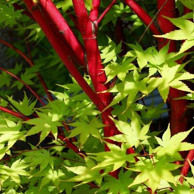 Coral Bark Japanese Maple - Sango Kaku - image 2