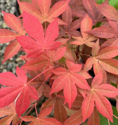 Gable Glory Chameleon Japanese Maple