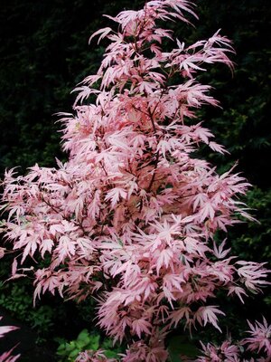 Taylor Japanese Maple