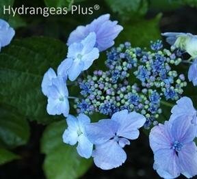 Blue Wave Lacecap Hydrangea