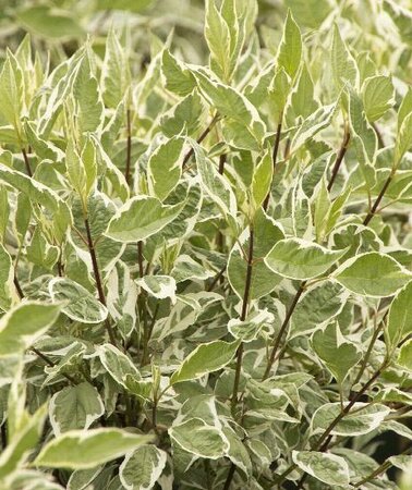 Ivory Halo Twig Dogwood