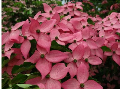 Scarlet Fire Japanese Dogwood