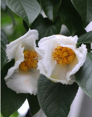 Japanese Stewartia