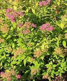 Goldmound Spirea