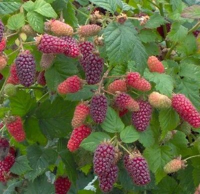 TAYBERRY - image 2