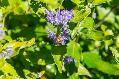 Beekeeper Minigold Bluebeard (Caryopteris)