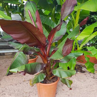 Red Leaf Abyssinian Banana - image 2
