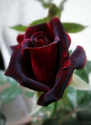 Black Baccara Hybrid Tea Rose