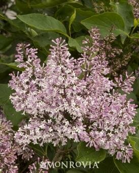 Miss Kim Lilac