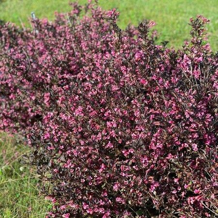Very Fine Wine Weigelia