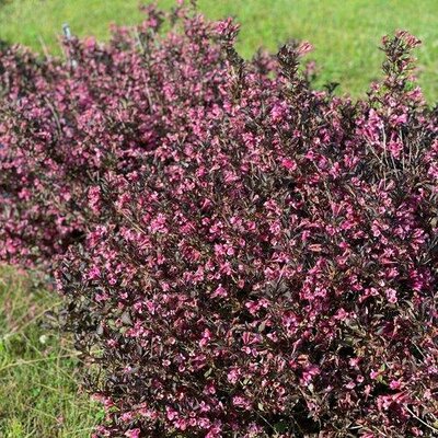 Very Fine Wine Weigelia